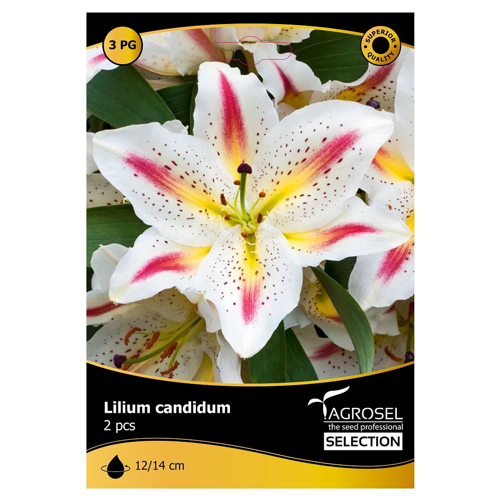 Bulbi crin oriental Playtime