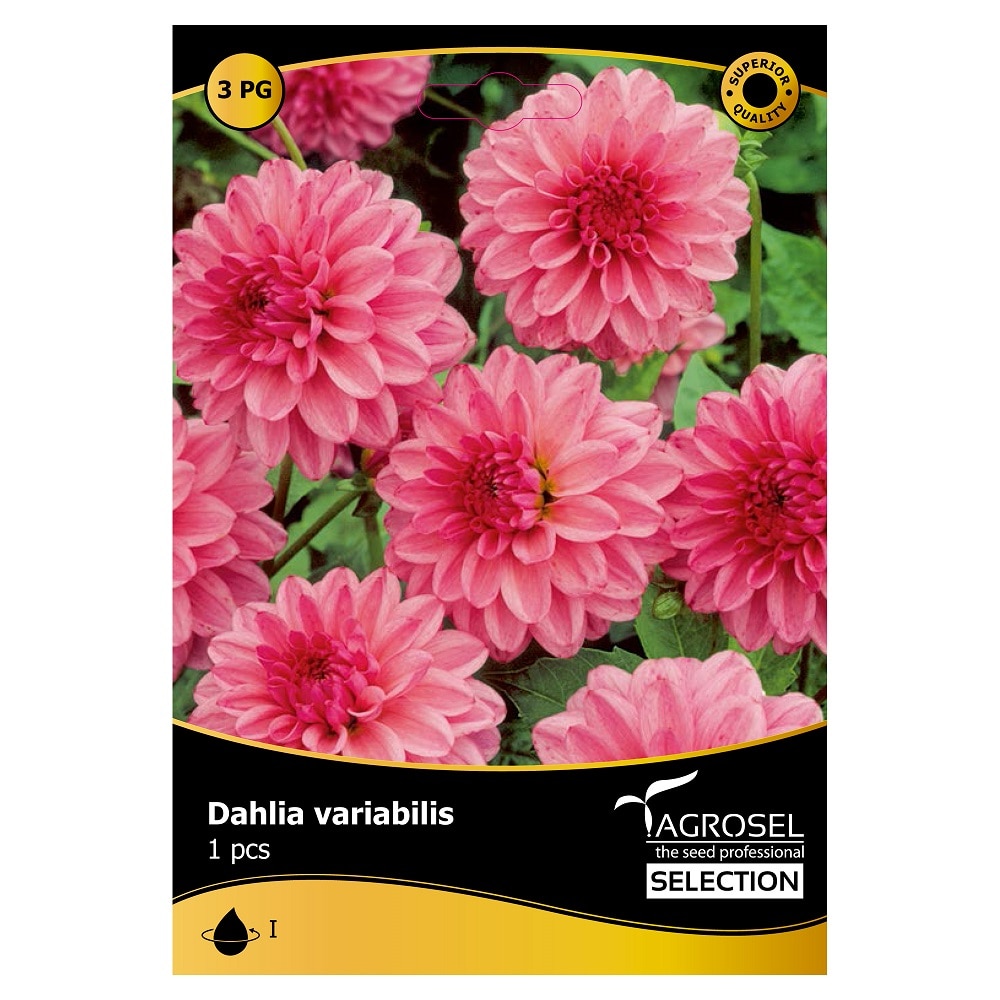 Bulbi Dahlia Rembrandt