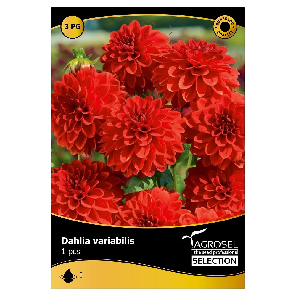 Bulbi dalie, rosie  Agrosel