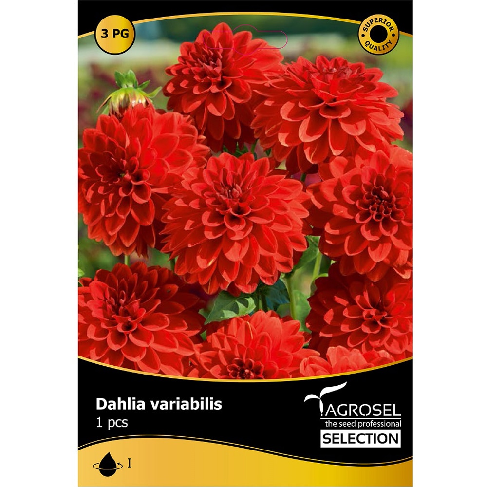 Bulbi flori Dalie rosie AGROSEL