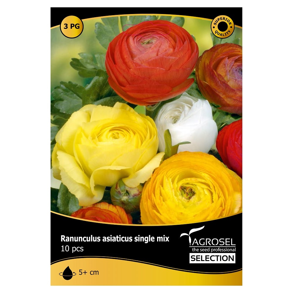 Bulbi Ranunculus single mix