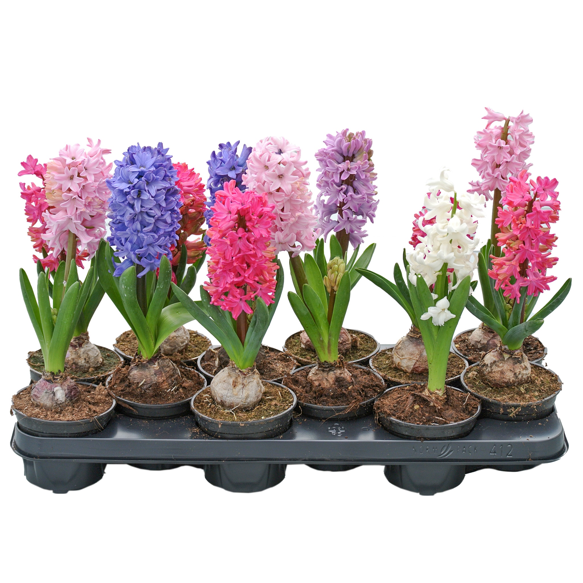 Planta decorativa Hyacinthus 10.5