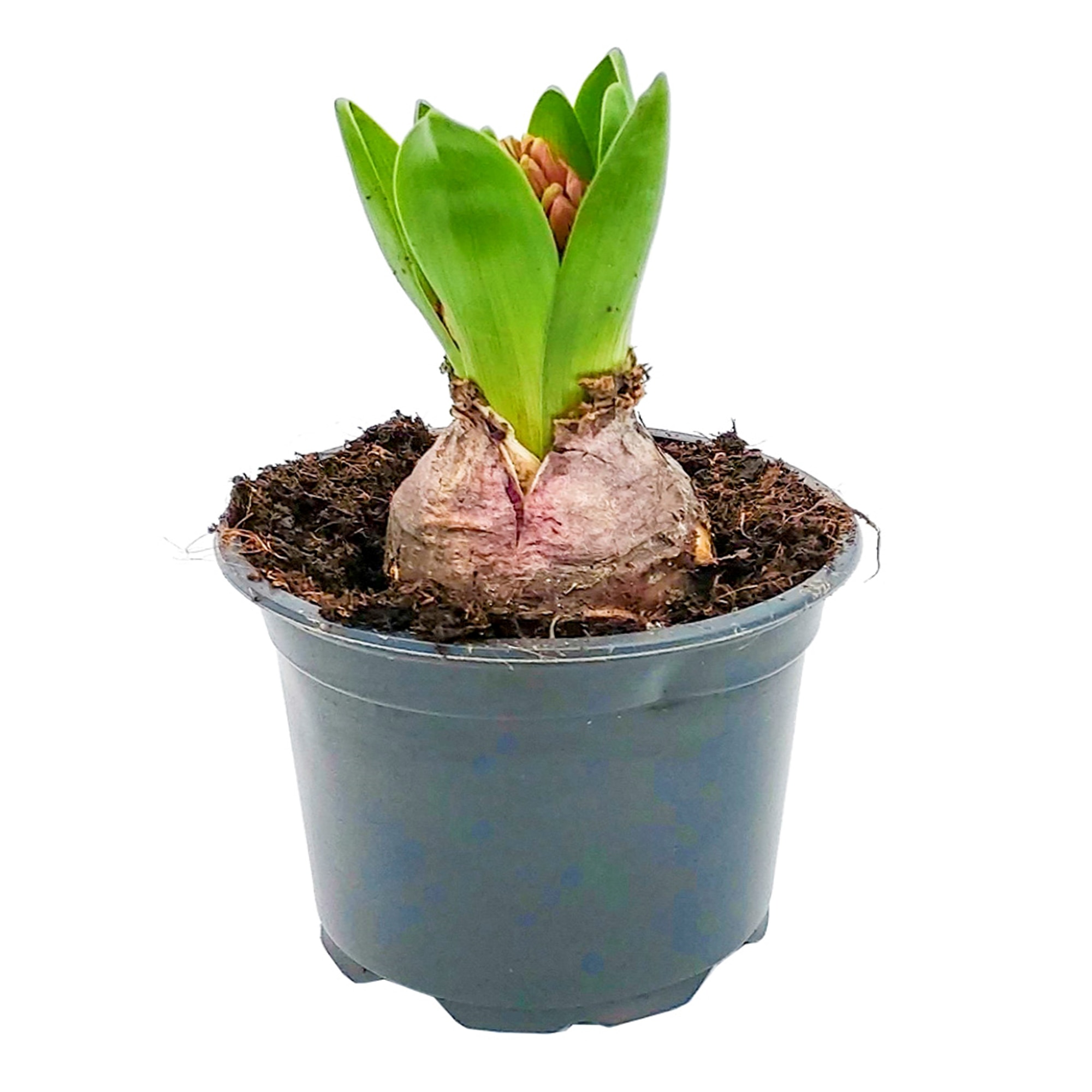 Planta decorativa Hyacinthus 10.5