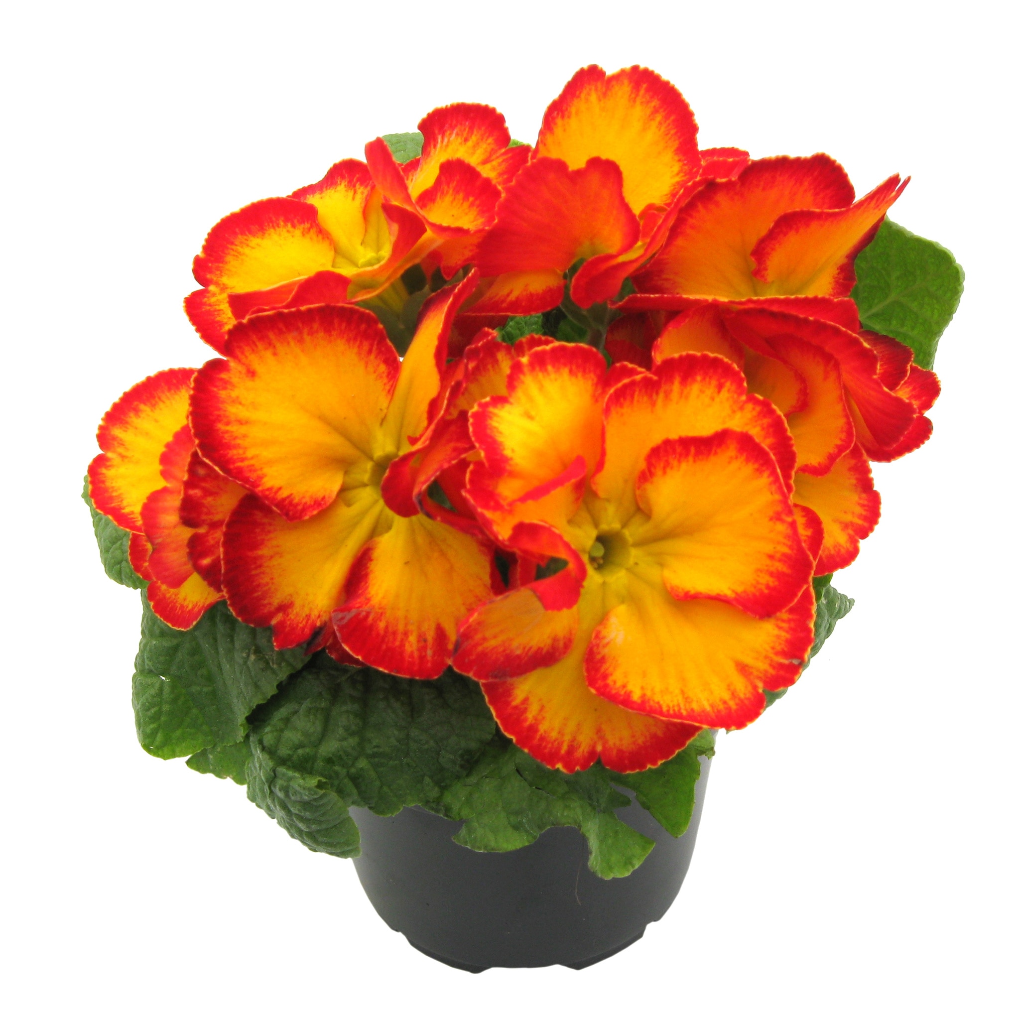 Primula, in ghiveci, 10.5 cm