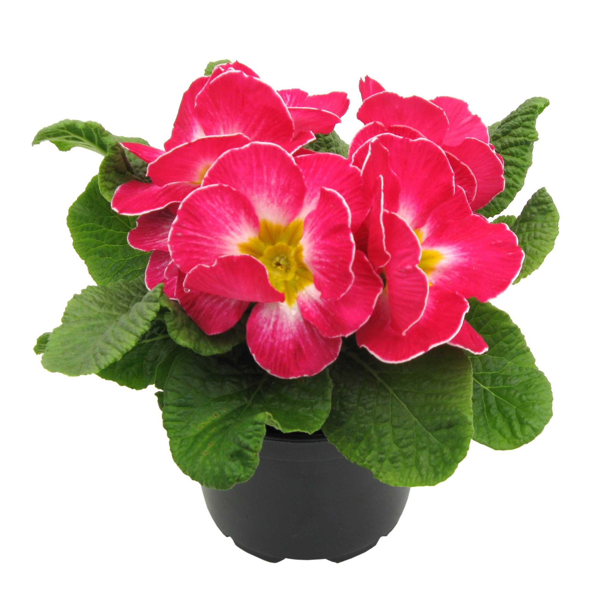 Primula, in ghiveci, 10.5 cm