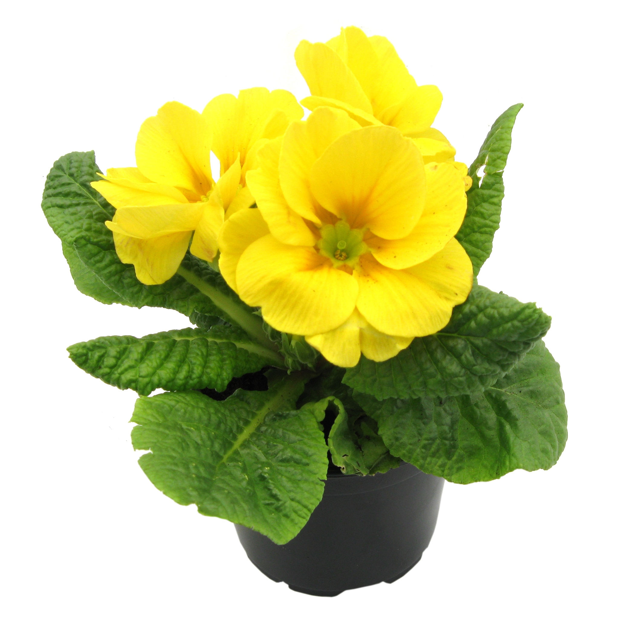 Primula, in ghiveci, 10.5 cm