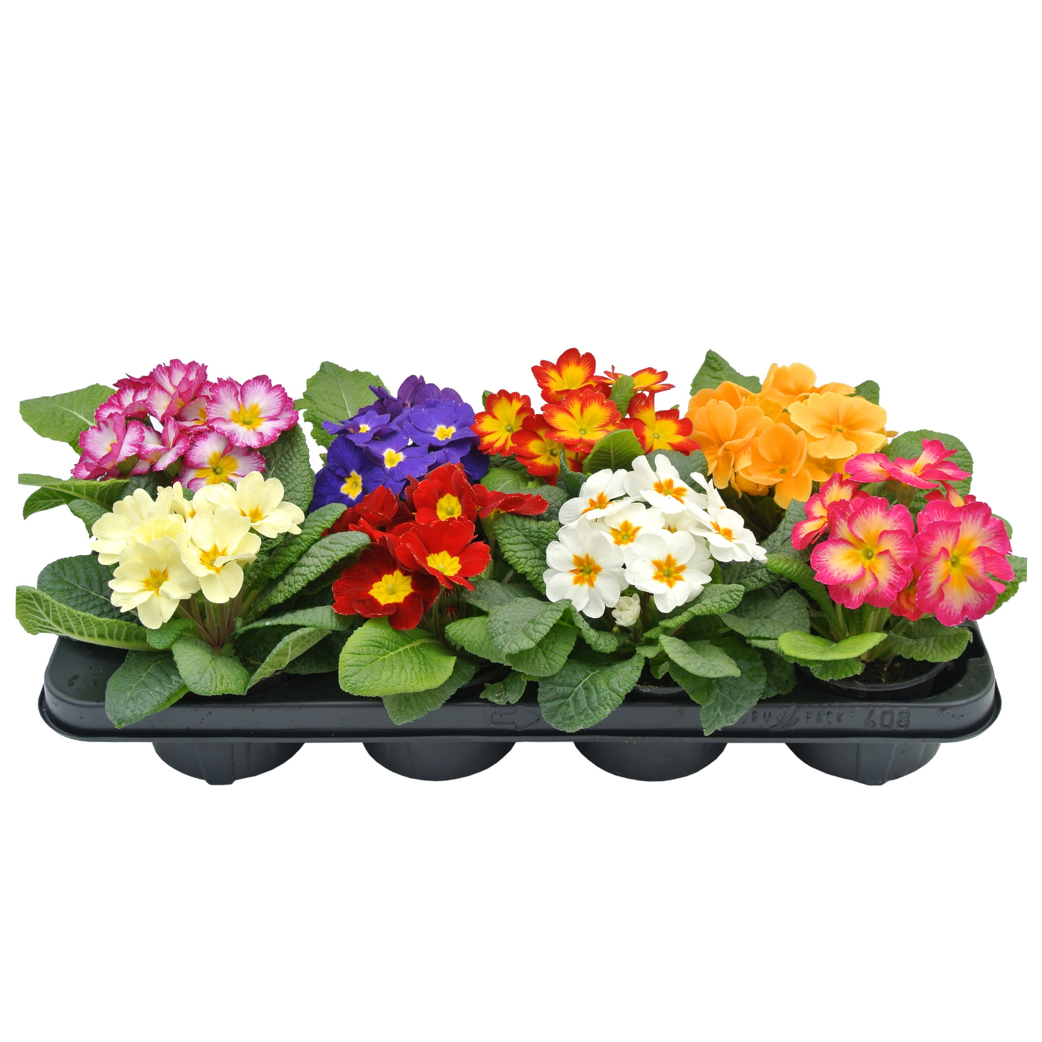 Primula, in ghiveci, 10.5 cm