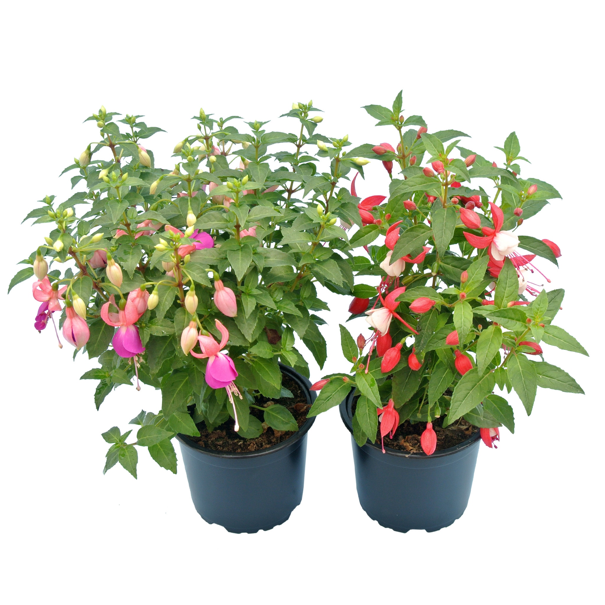 Fuchsia zonala, in ghiveci, 10.5 cm