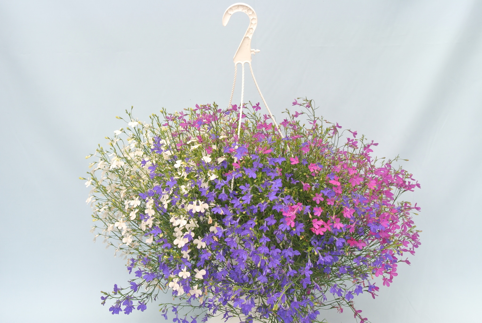 Plante curgatoare mixt, in ghiveci, 22 cm