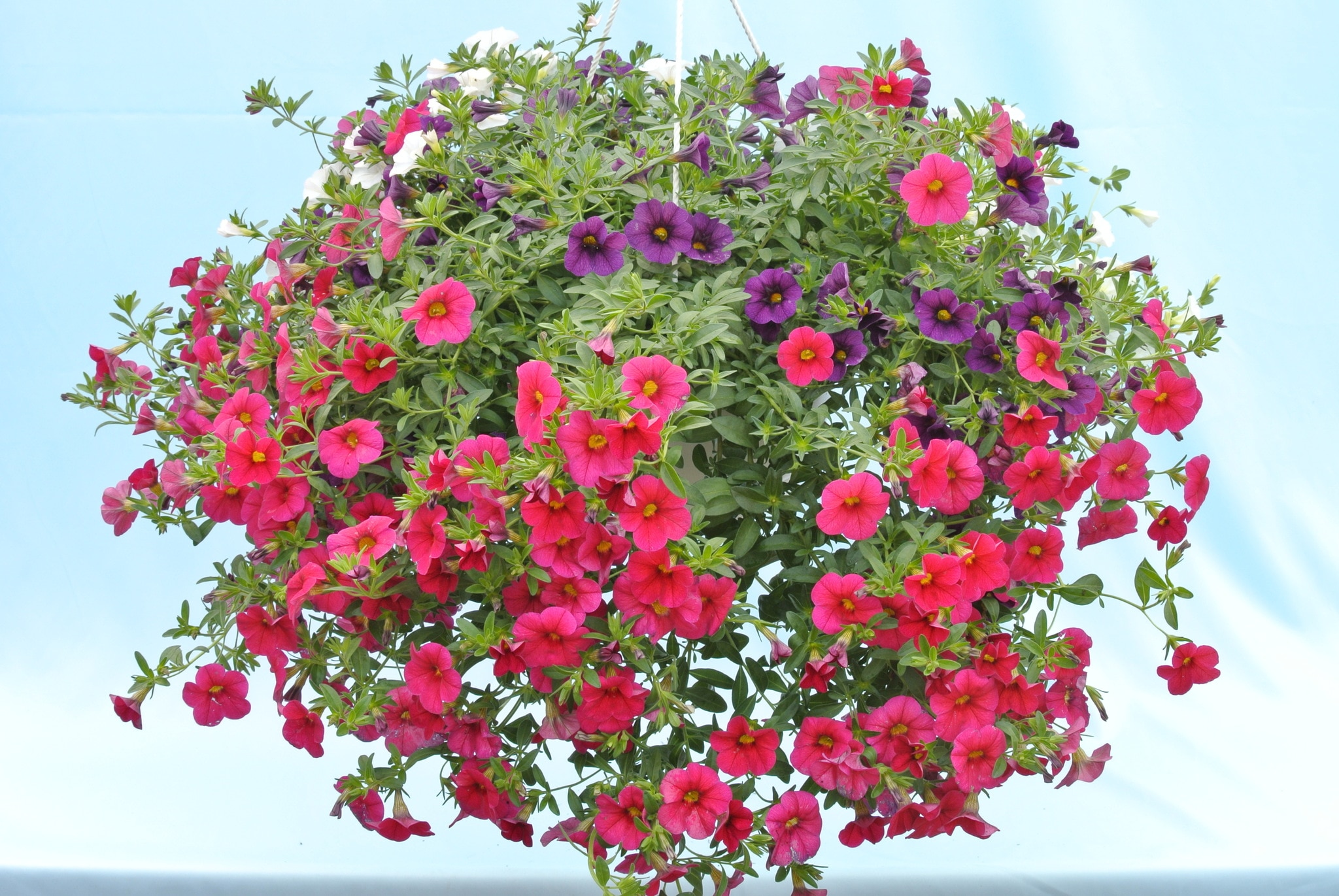 Plante curgatoare mixt, in ghiveci, 22 cm