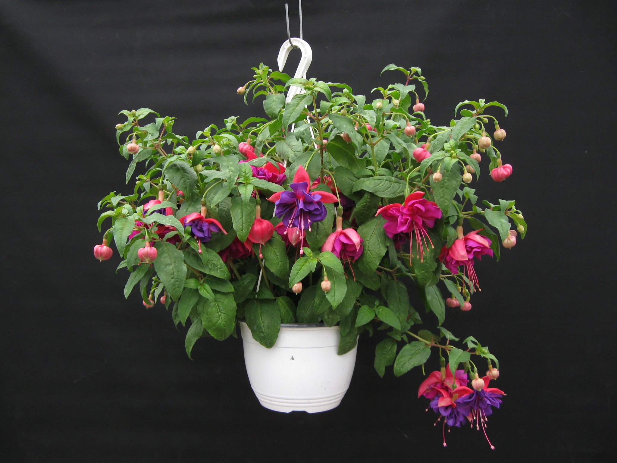 Fuchsia curgatoare, in ghiveci, 19 cm