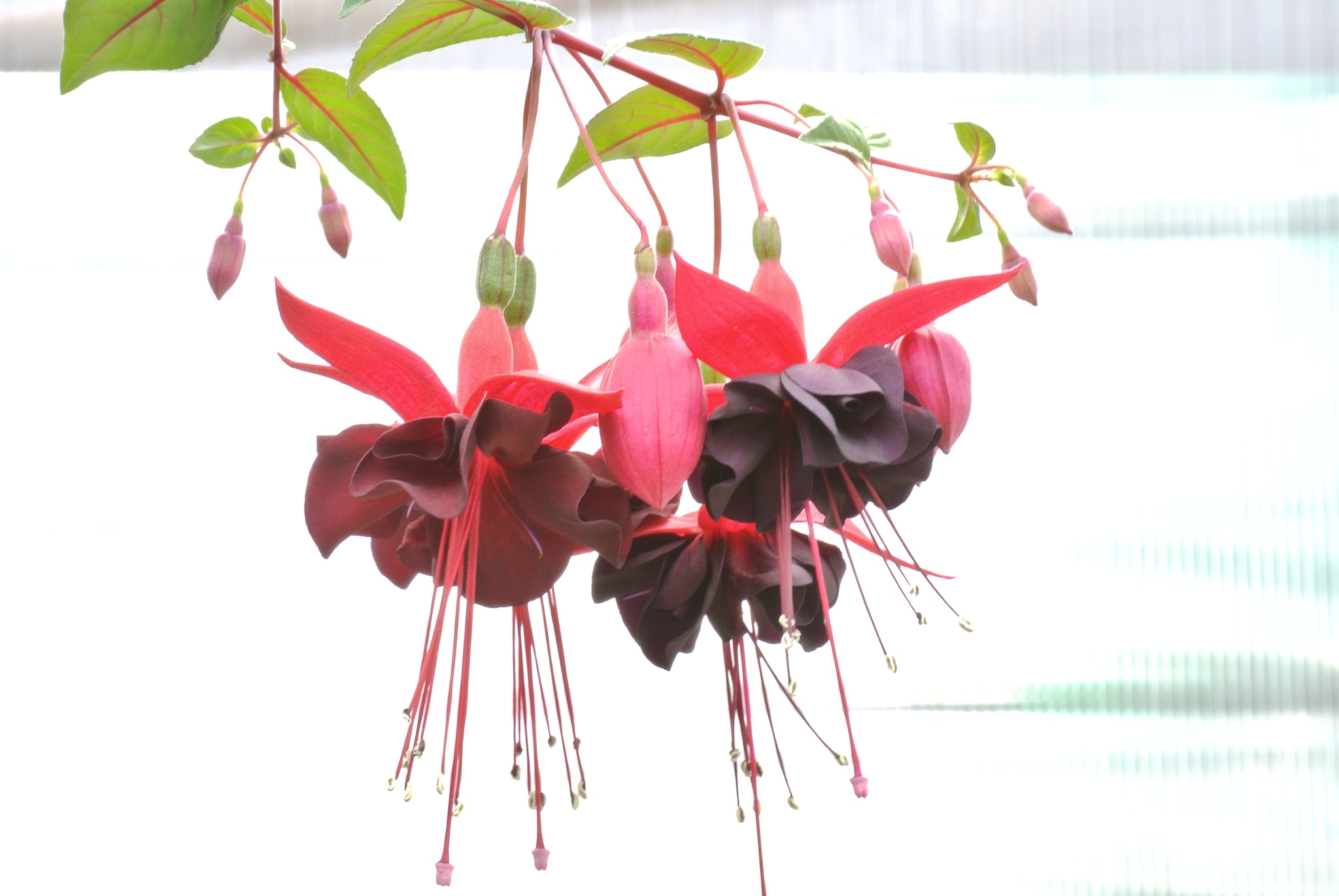 Fuchsia curgatoare, in ghiveci, 19 cm