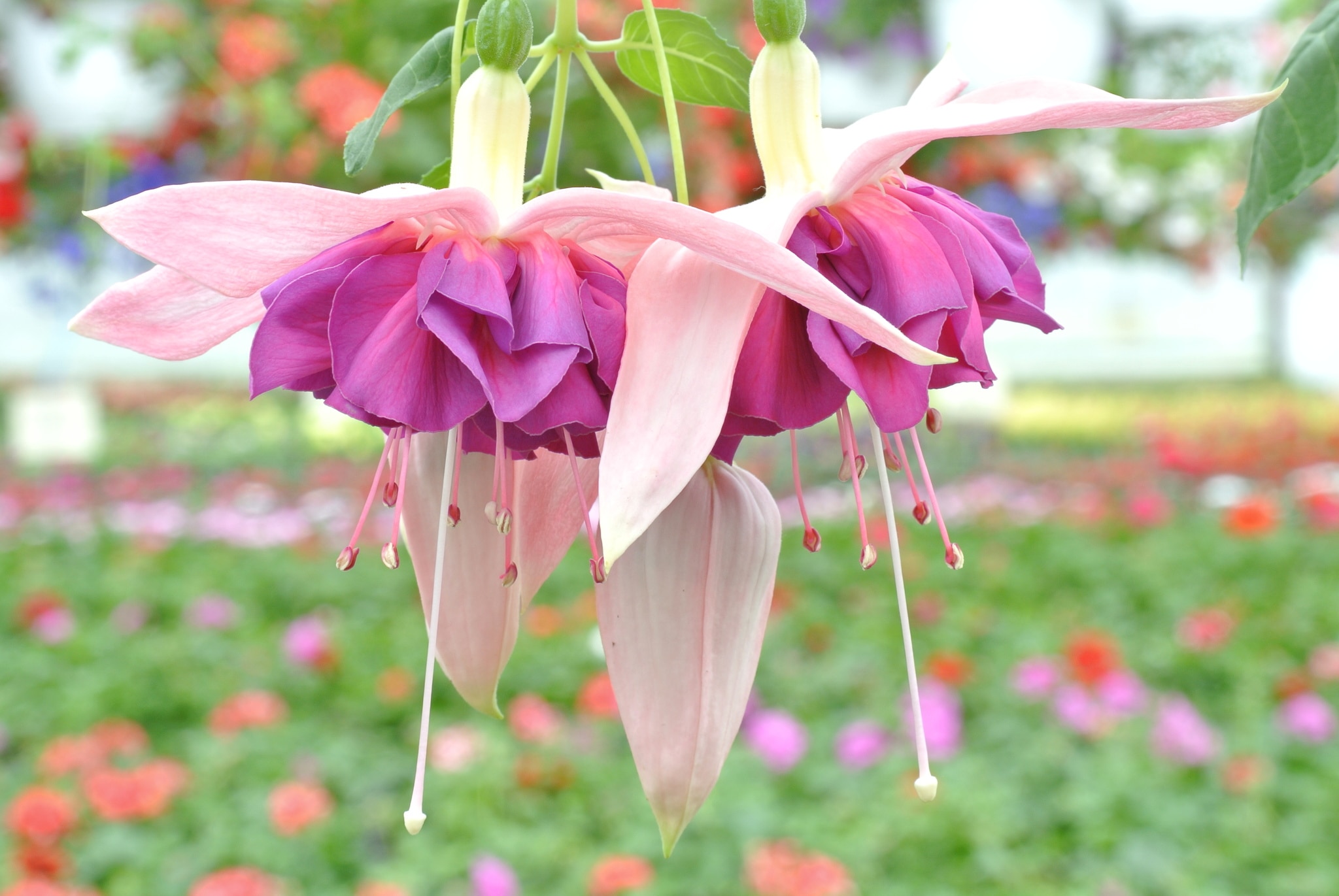 Fuchsia curgatoare, in ghiveci, 19 cm