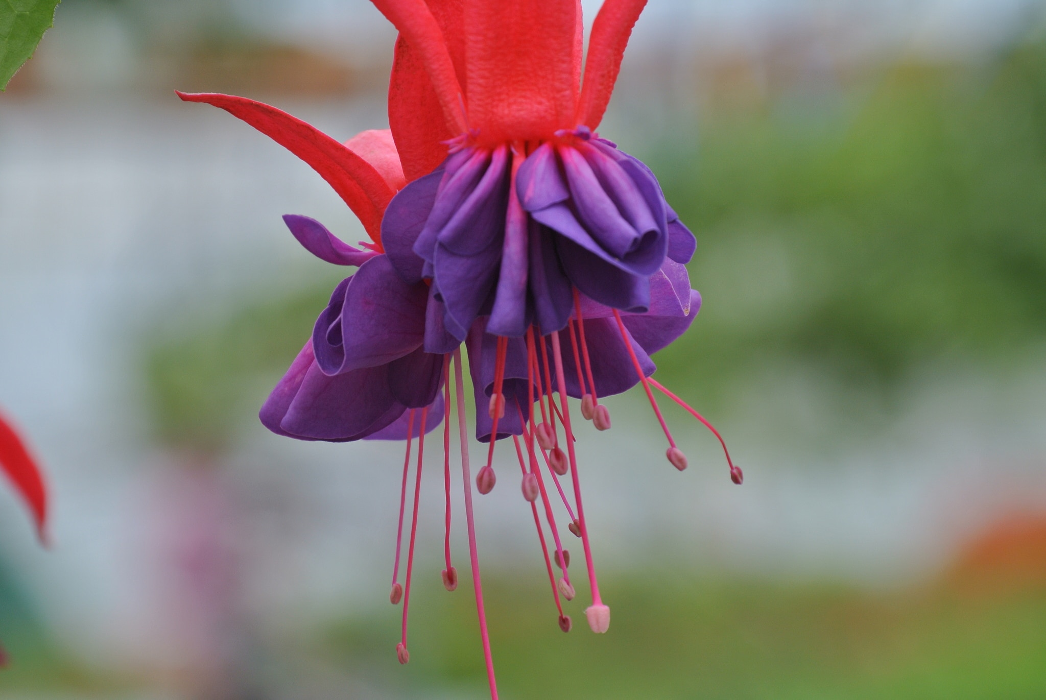 Fuchsia curgatoare, in ghiveci, 19 cm