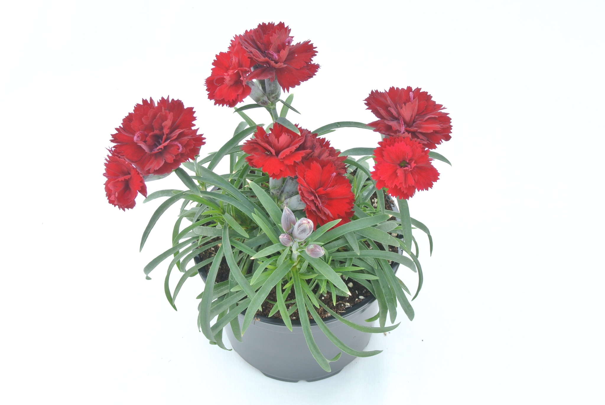 Garofita in ghiveci, 10.5 cm