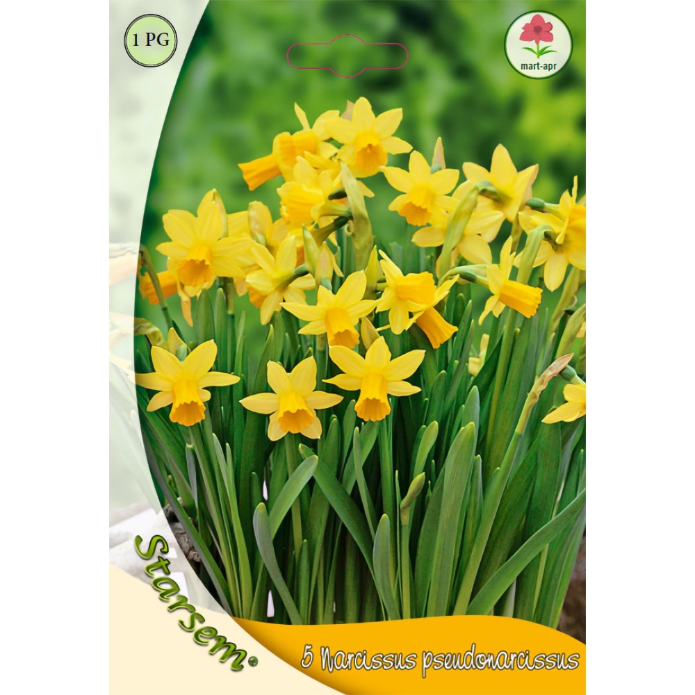 Bulbi Narcisa Tete a Tete STARSEM, galben