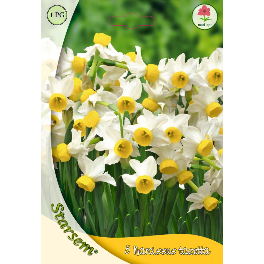 Bulbi Narcisa Canaculatis STARSEM, alb