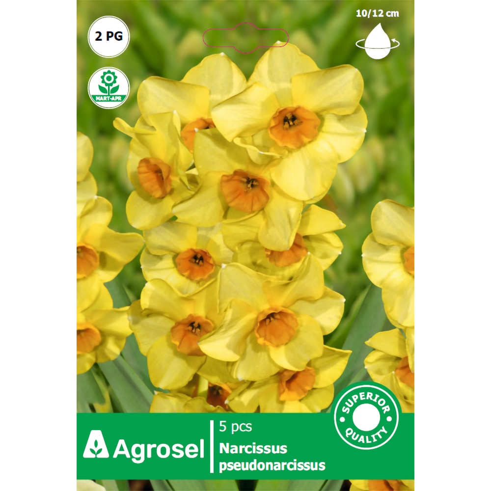 Bulbi Narcisa Martinette STARSEM, galben