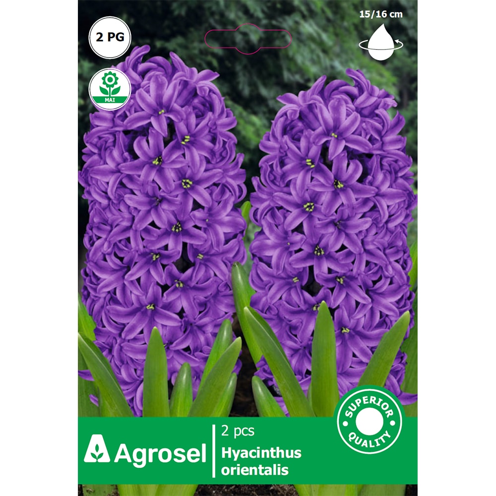 Bulbi Zambile Peter Stuyvesant AGROSEL, mov