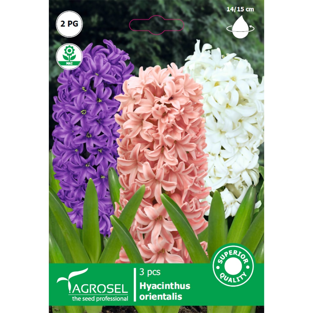 Bulbi Zambile AGROSEL, mix