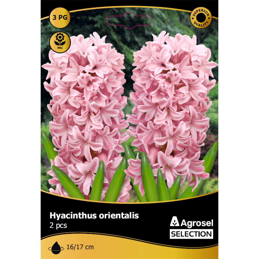 Bulbi Zambile Chestnut Flower AGROSEL SELECTION, roz