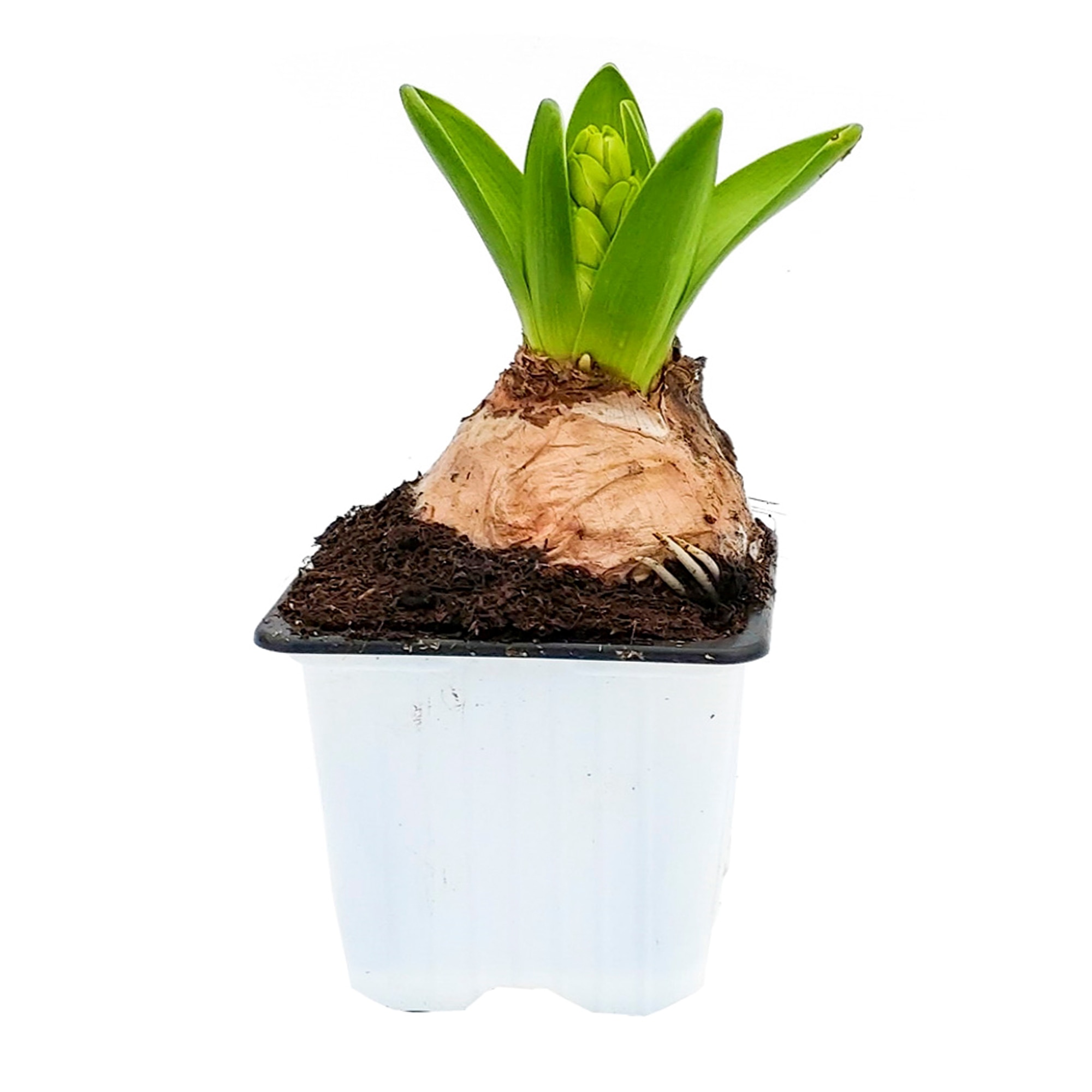 Zambila, in ghiveci, inaltime 20 - 30 cm