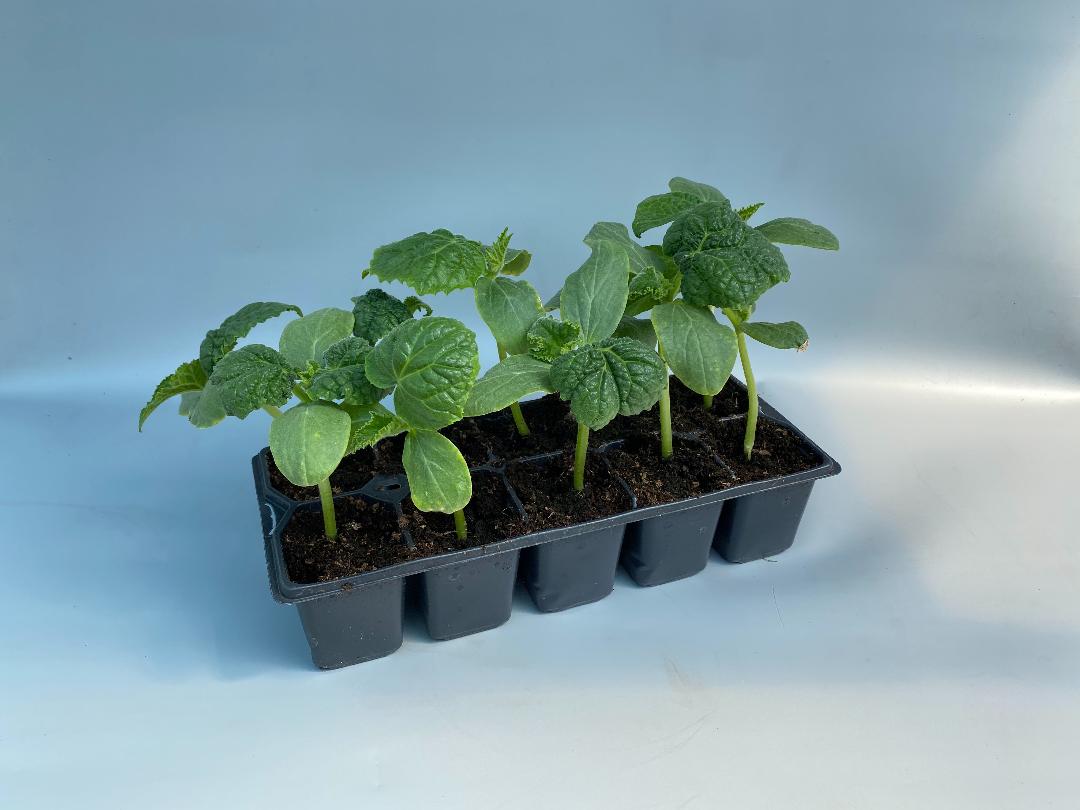 Pachet Rasaduri Castraveti 10 Buc