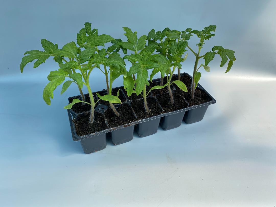 Pachet Rasaduri Rosii 10 Buc