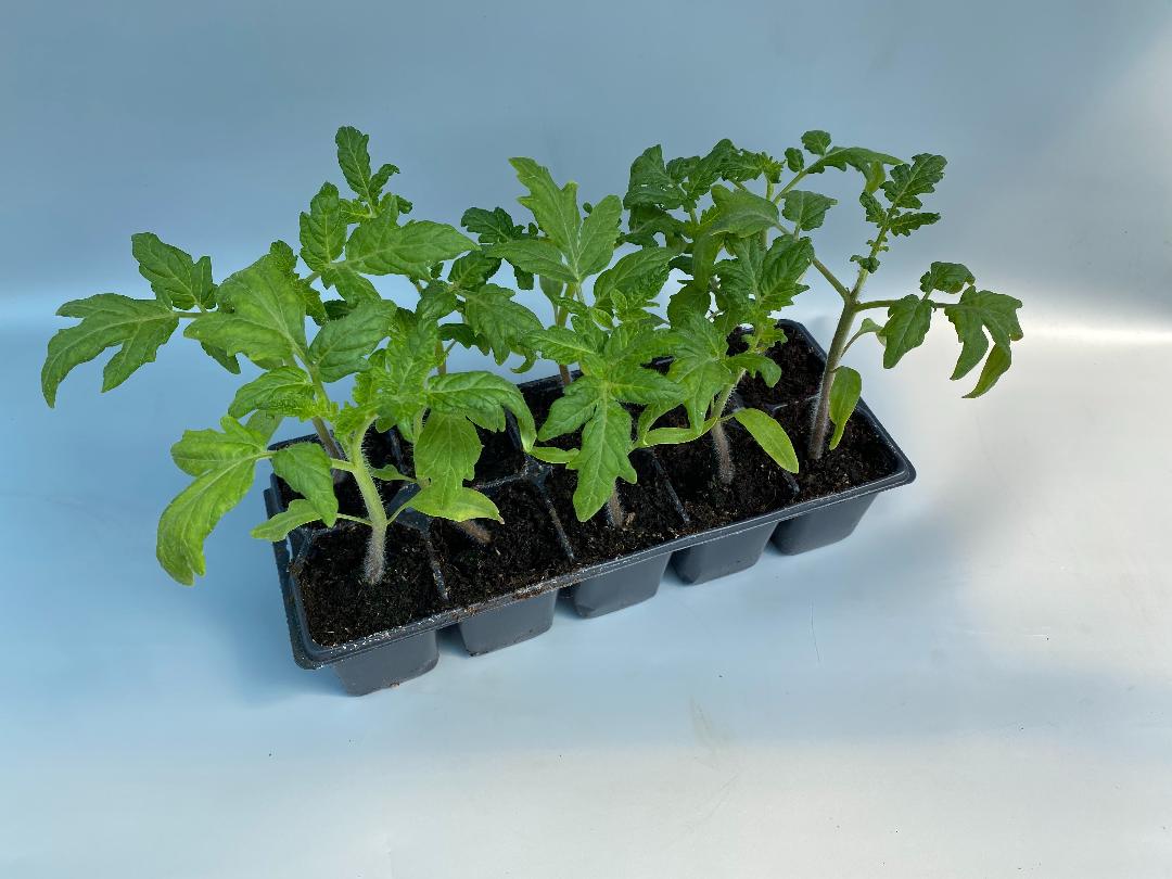 Pachet Rasaduri Rosii 10 Buc