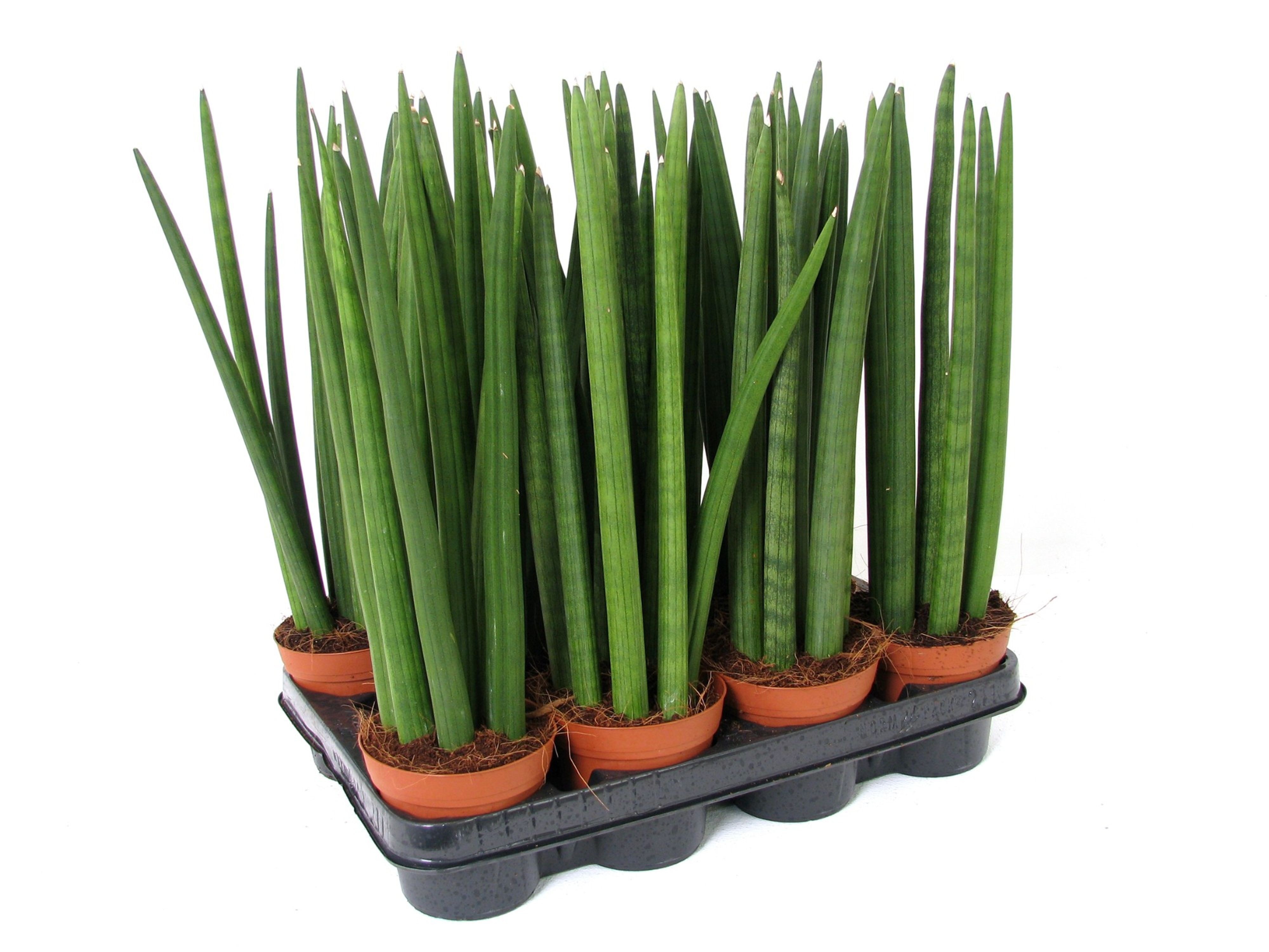 Sansevieria cylindrica, in ghiveci, 10.5 cm