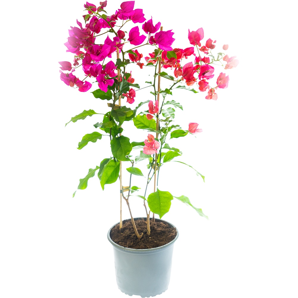 Floarea de hartie Bougainvillea, D 17 cm, H 50 cm