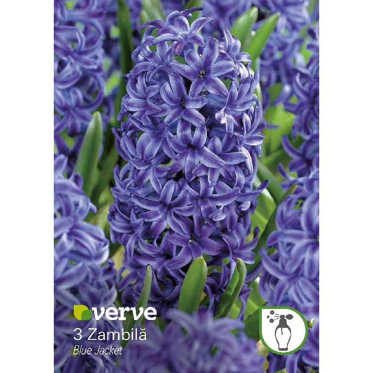 Bulbi VERVE Hyacinth, albastru