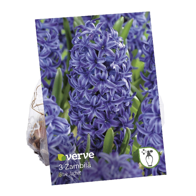 Bulbi VERVE Hyacinth, albastru