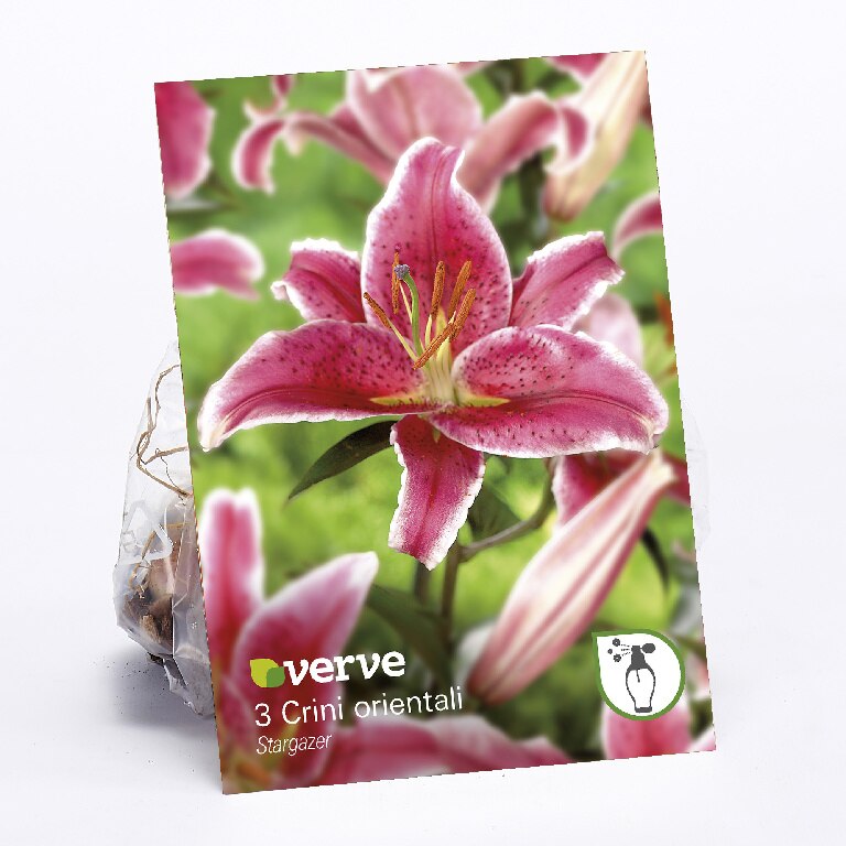 Bulbi VERVE Crin Stragazer, roz