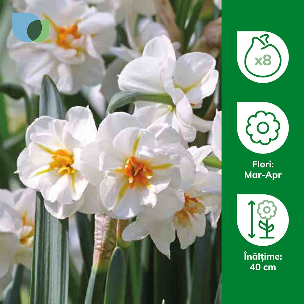 Bulbi VERVE Narcisa Sir Winston