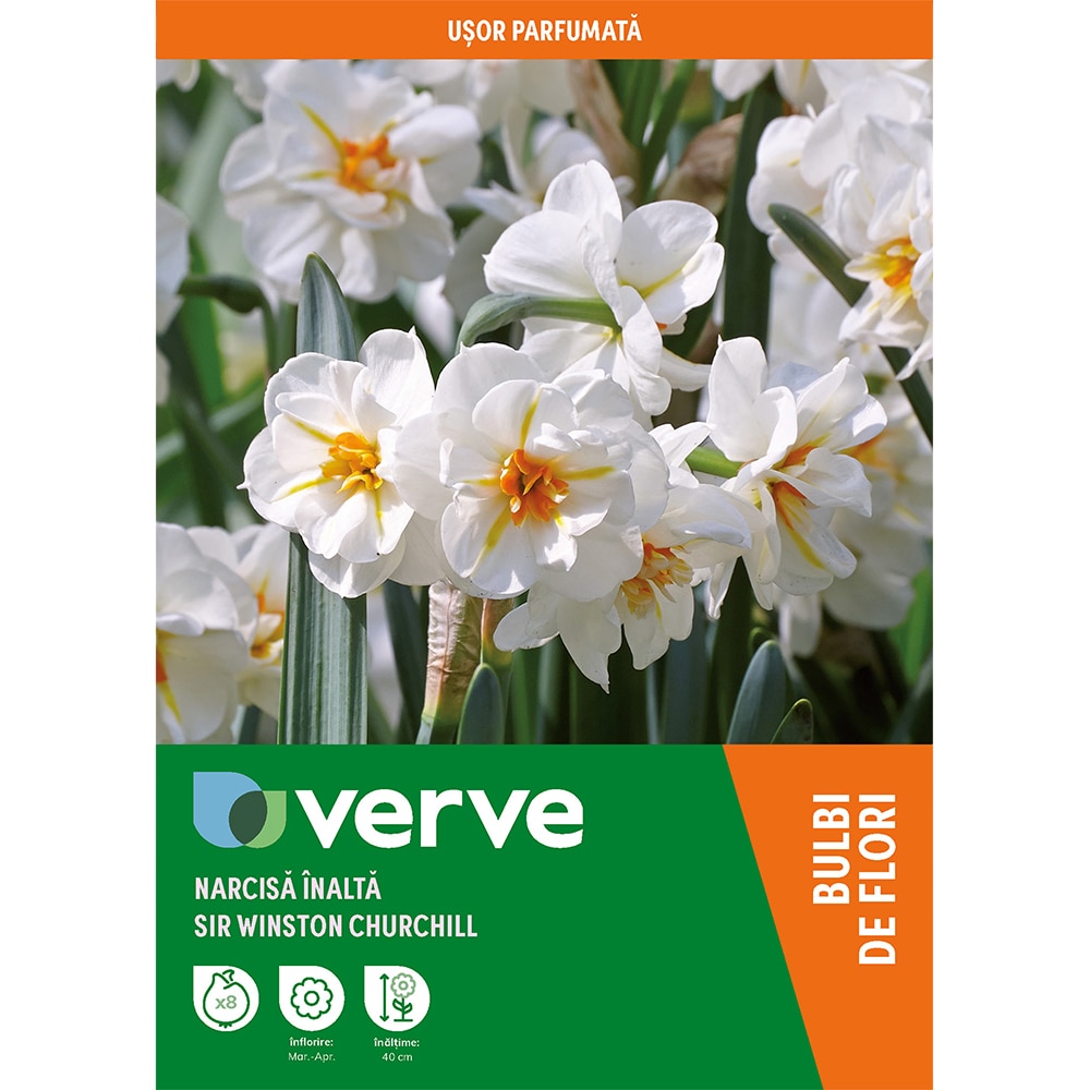 Bulbi VERVE Narcisa Sir Winston