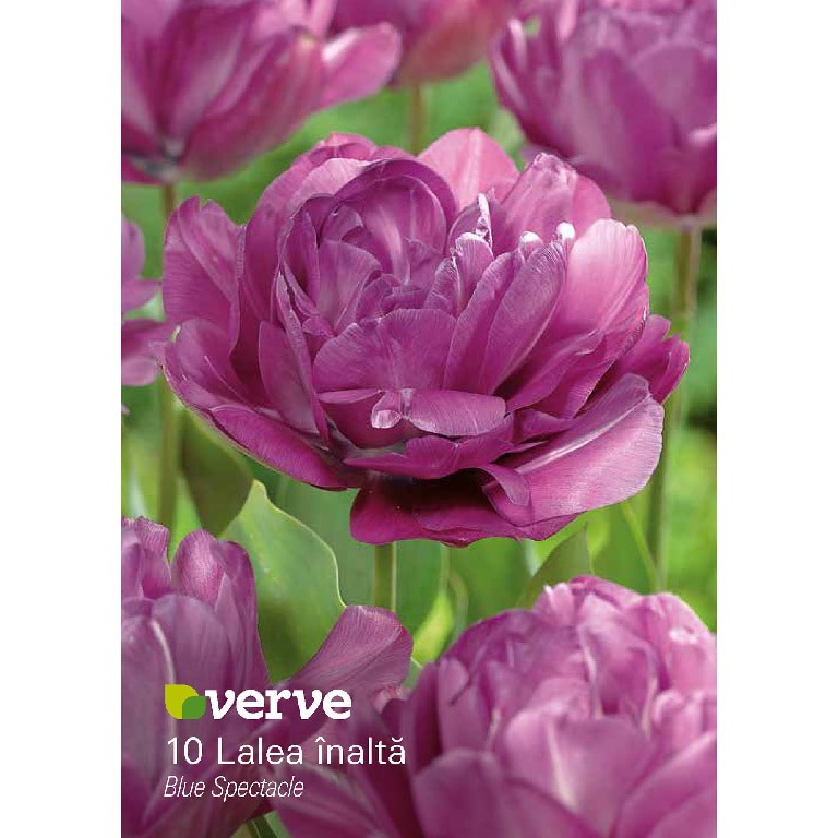 Bulbi VERVE Lalea, violet