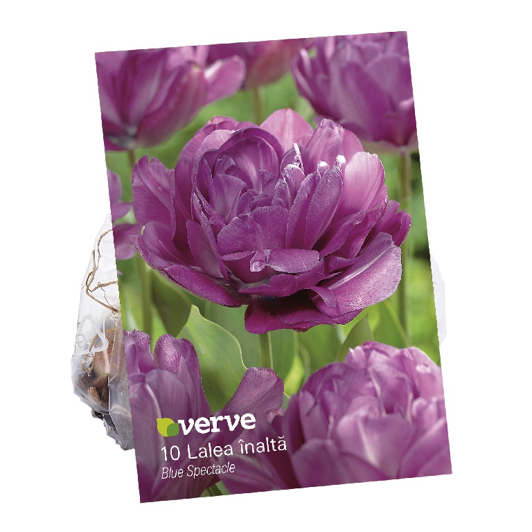 Bulbi VERVE Lalea, violet