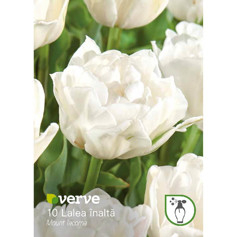 Bulbi VERVE Lalea Mount Tacoma, alb