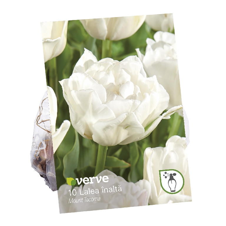 Bulbi VERVE Lalea Mount Tacoma, alb