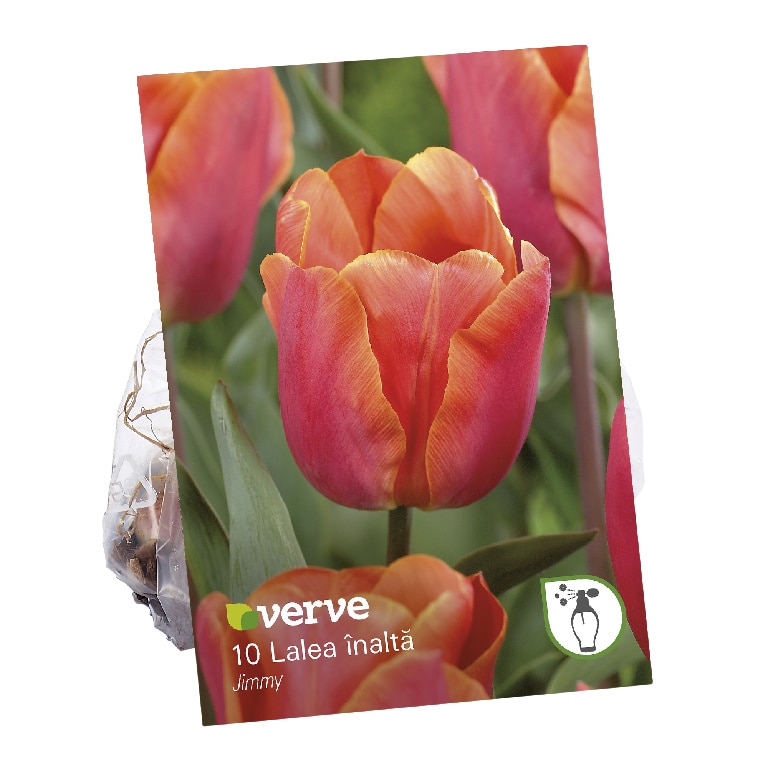 Bulbi VERVE Lalea, portocaliu