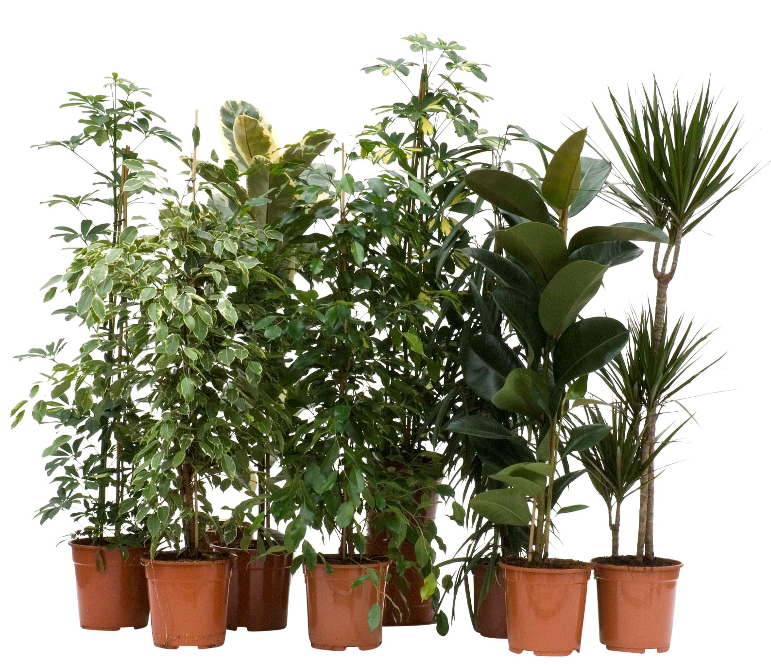 Planta decorativa de interior, in ghiveci, inaltime 120 - 140 cm