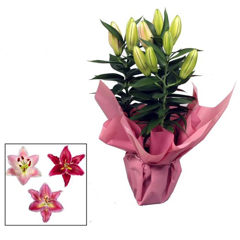 Crin Lilium Oriental, H 45 cm