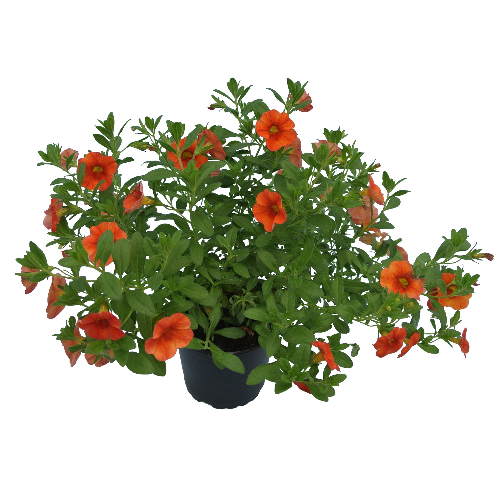 Calibrachoa, in ghiveci, 12 cm