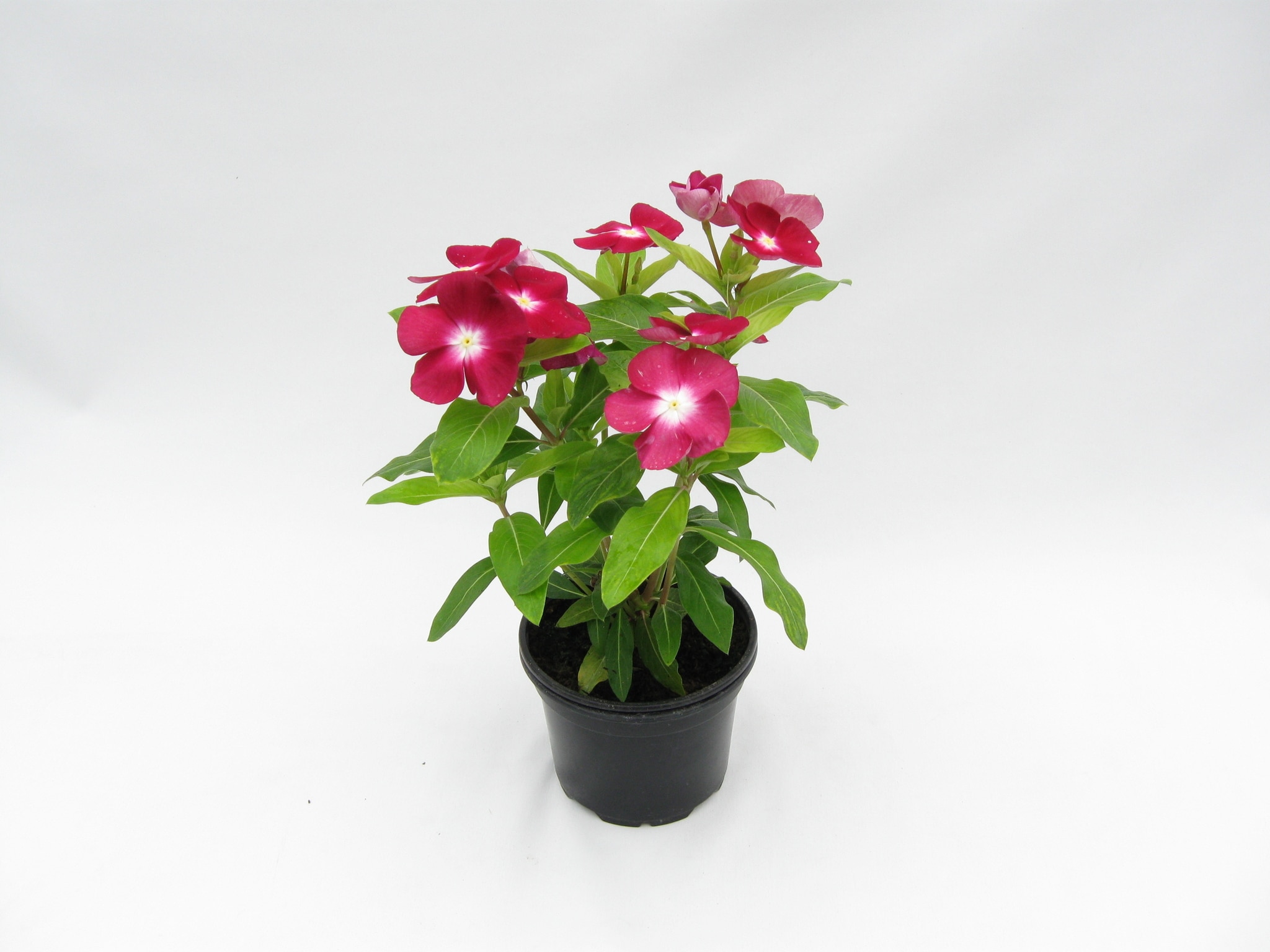 Cataranthus vinca, in ghiveci, 10.5 cm