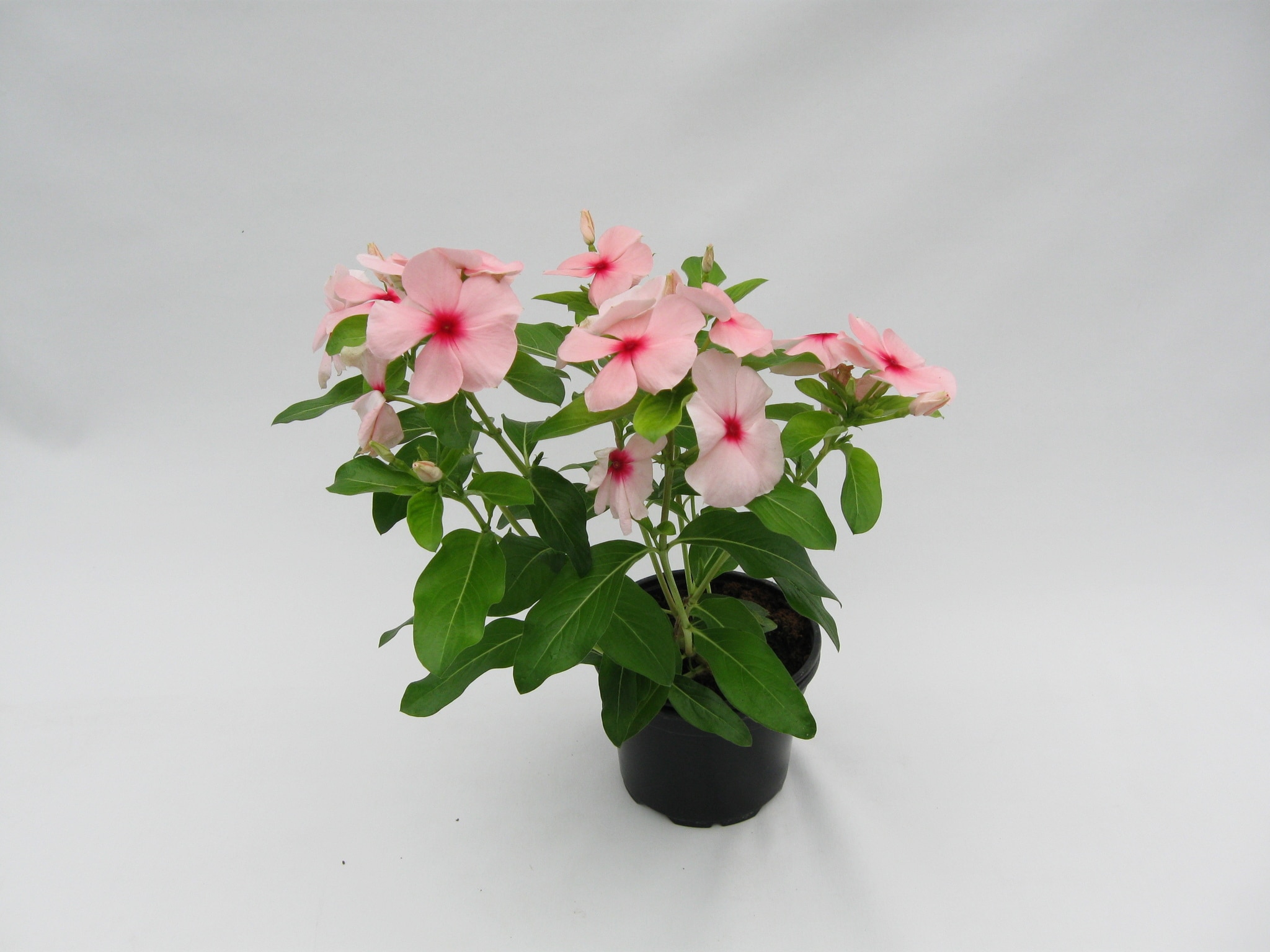 Cataranthus vinca, in ghiveci, 10.5 cm