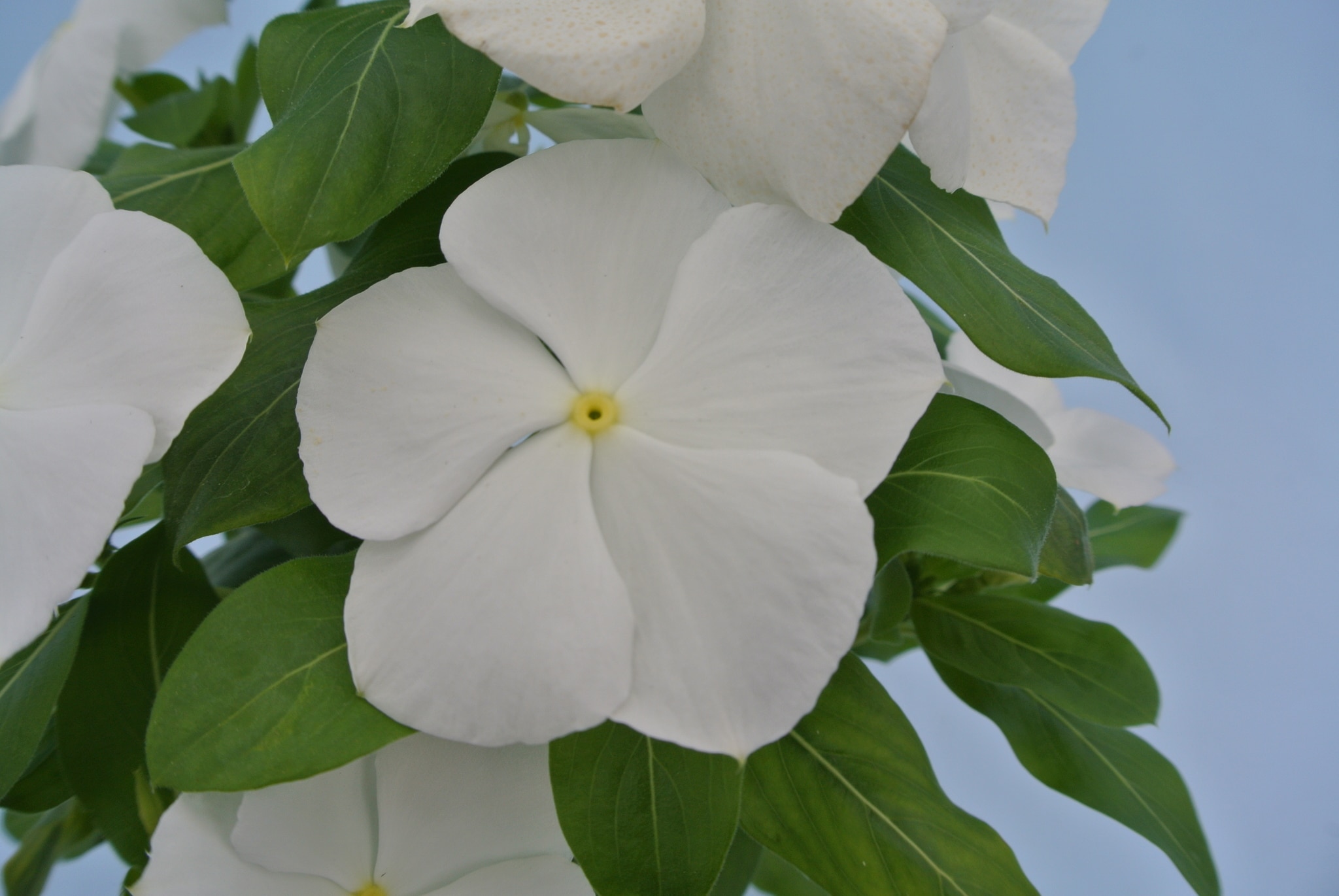 Cataranthus vinca, in ghiveci, 10.5 cm