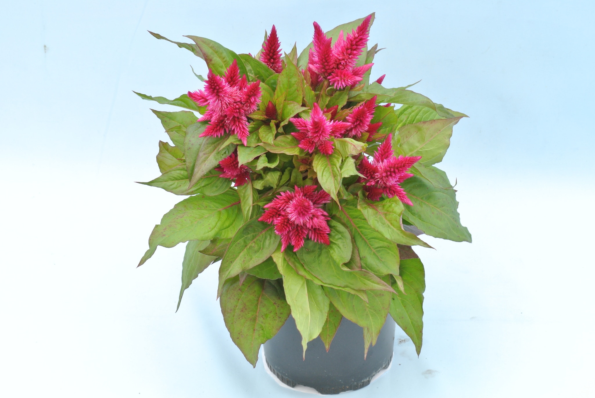 Celosia Cosmo 12