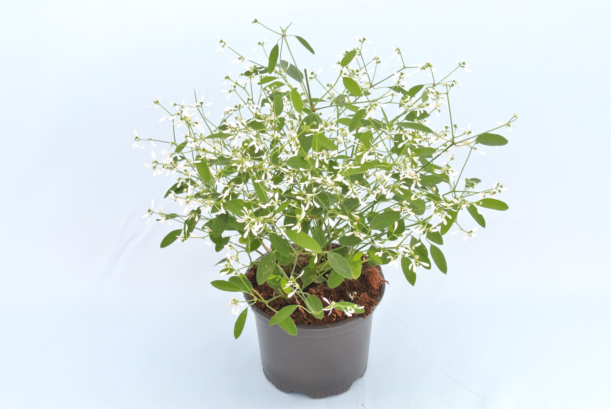 Chamaesyce, in ghiveci, 12 cm