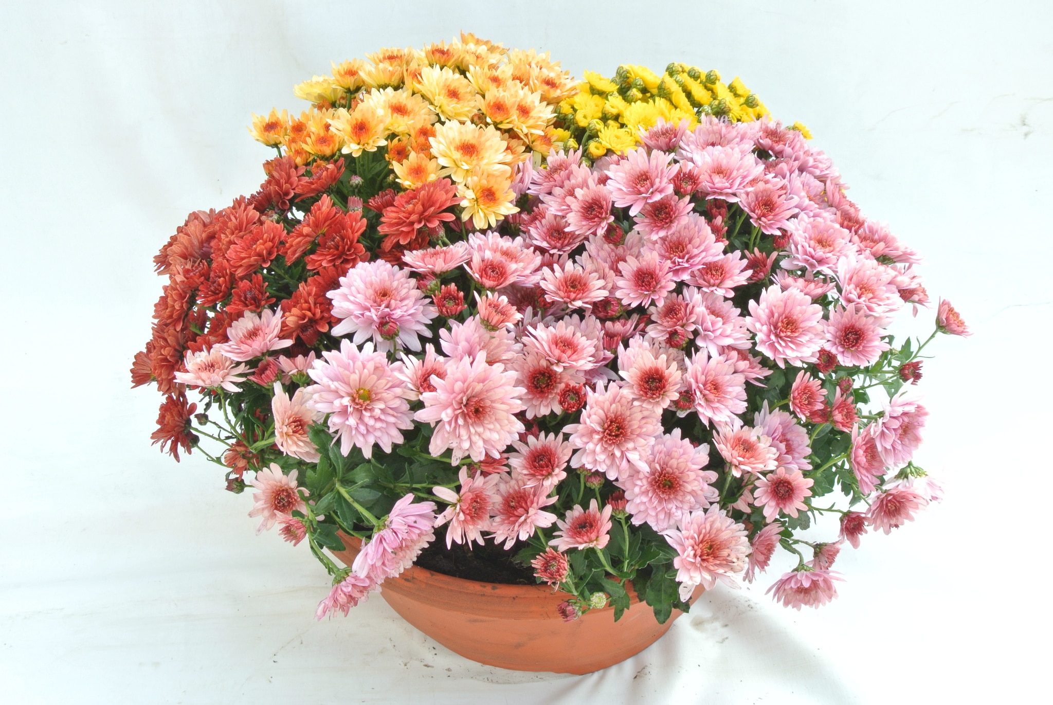 Crizantema, in ghiveci, 30 cm
